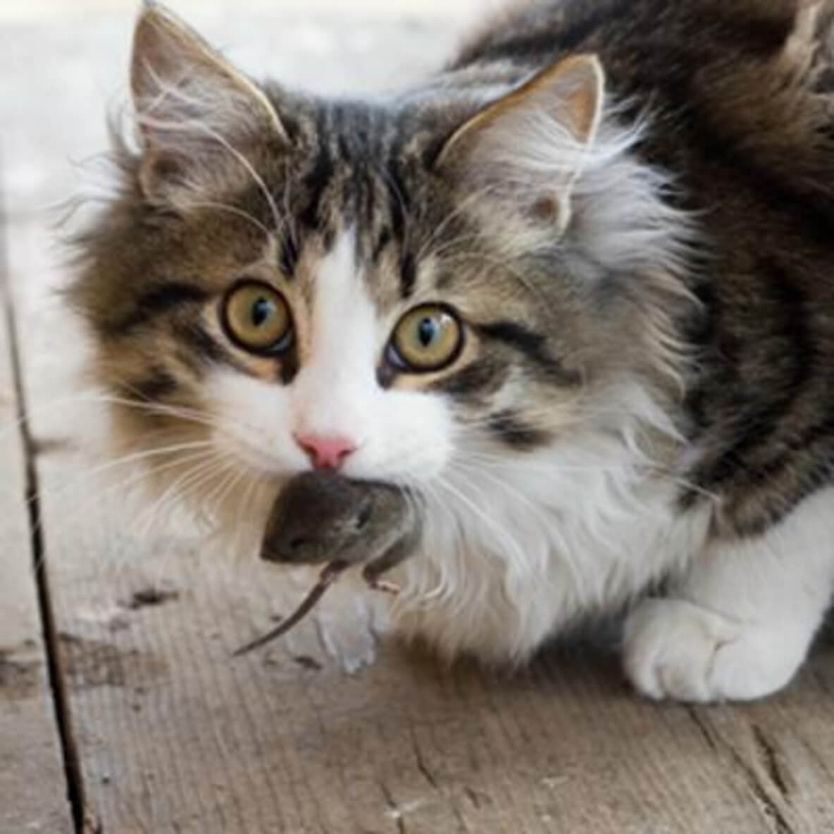 Ветеринарная справка для кошки