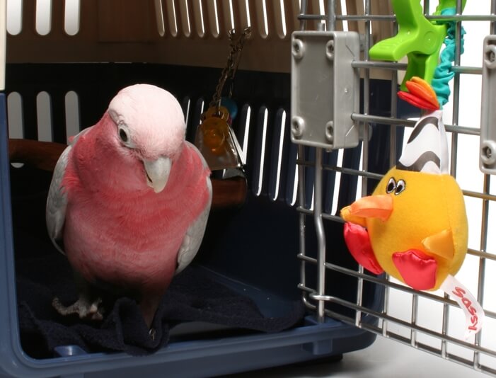Перевозка попугая